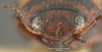 Media type: image;   Entomology 23926 Aspect: head frontal view